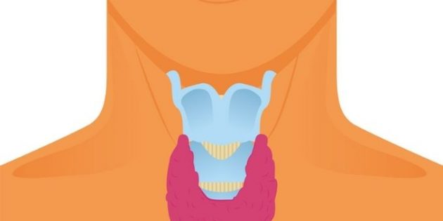 Everything You Need to Know About Thyroid Health