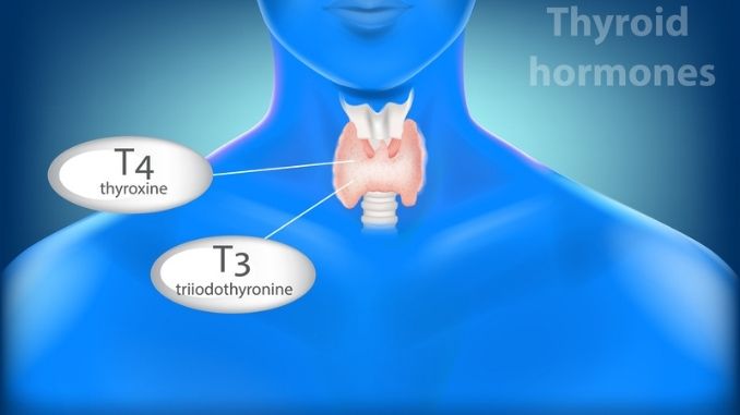Thyroid Disorder Symptoms-Thyroid Gland Anatomy