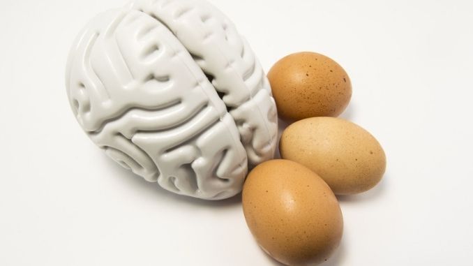 Eggs as food for the brain