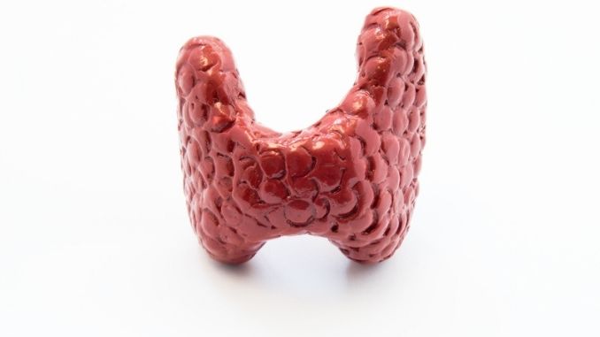 Anatomical model human thyroid gland