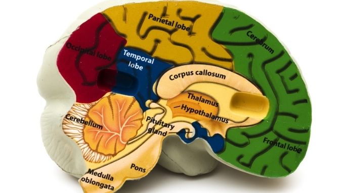 Causes Of Brain Fog-Model Brain