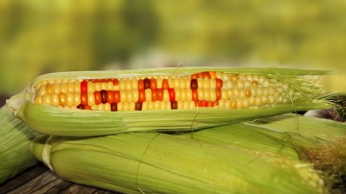 GMOs Advantages And Disadvantages-gmo-food-corn