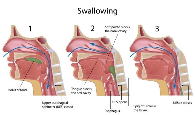 Swallowing process