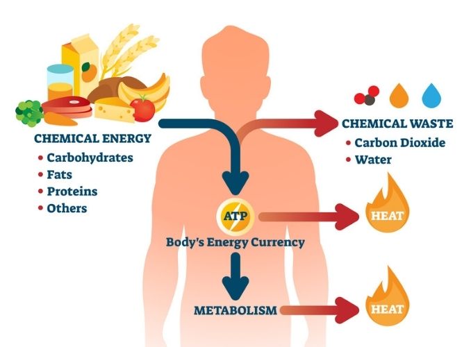 Metabolism vector illustration - Boosting Your Metabolism