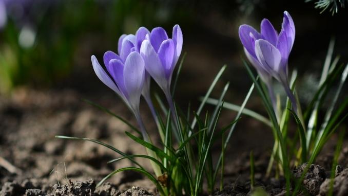 lilac-flowers-spring-garden