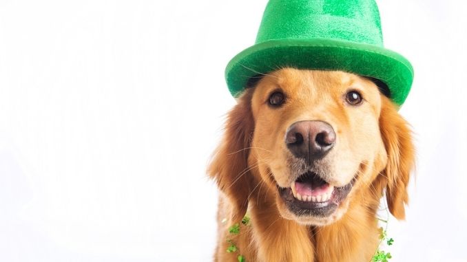 st-patricks-day-dog