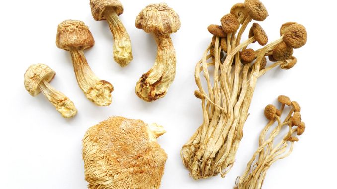 assorted-mushrooms-dried