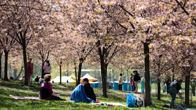 finland-hanami-festival-cherry-trees